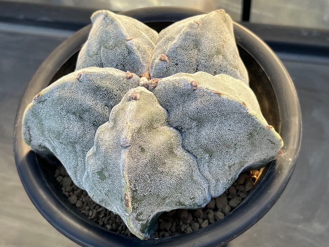 アストロフィツム　ストロンギロゴナム