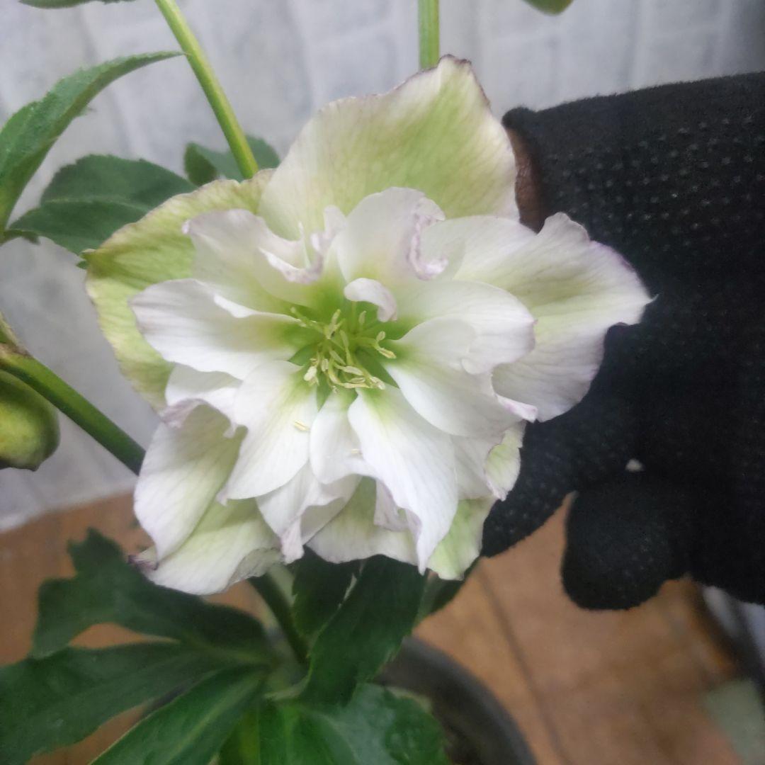 １０日入荷分⭐️クリスマスローズダブル咲き⭐️８鉢セット