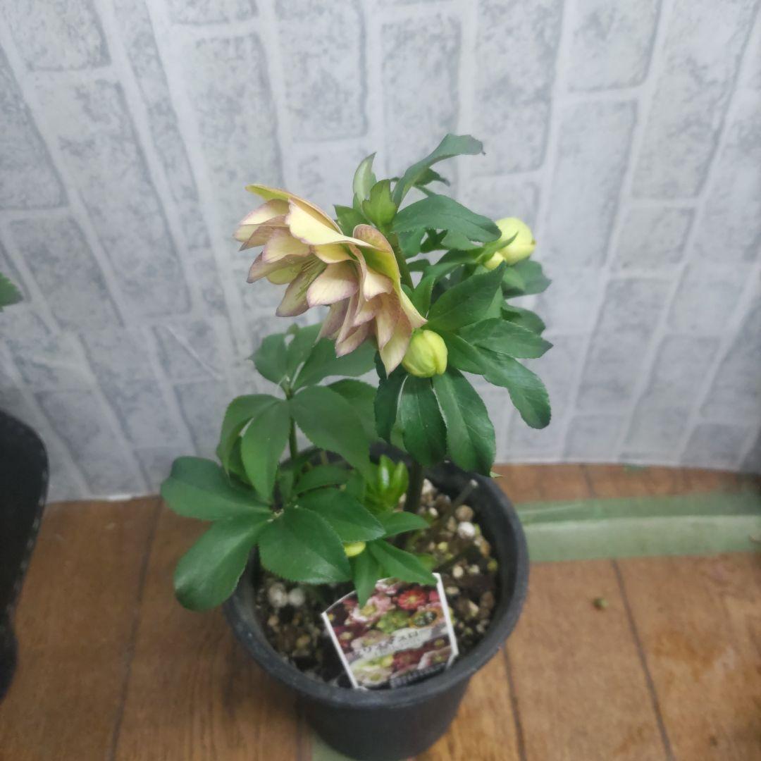 １０日入荷分⭐️クリスマスローズダブル咲き⭐️８鉢セット