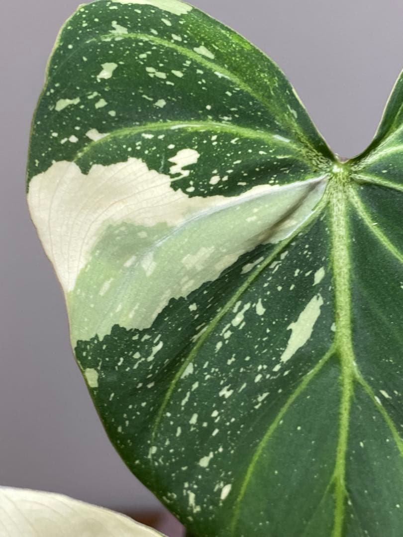【トリカラー全開‼️】フィロデンドロン　グロリオーサム　トリカラー　斑入り　希少