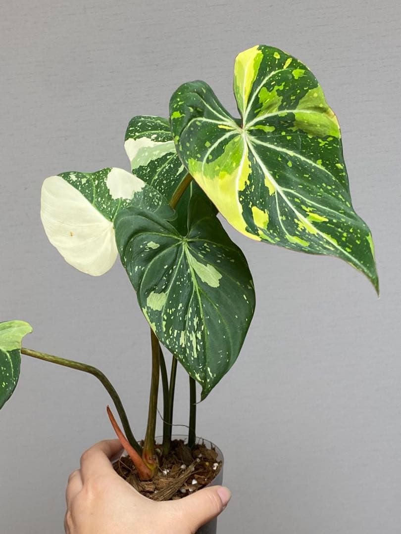 【トリカラー全開‼️】フィロデンドロン　グロリオーサム　トリカラー　斑入り　希少
