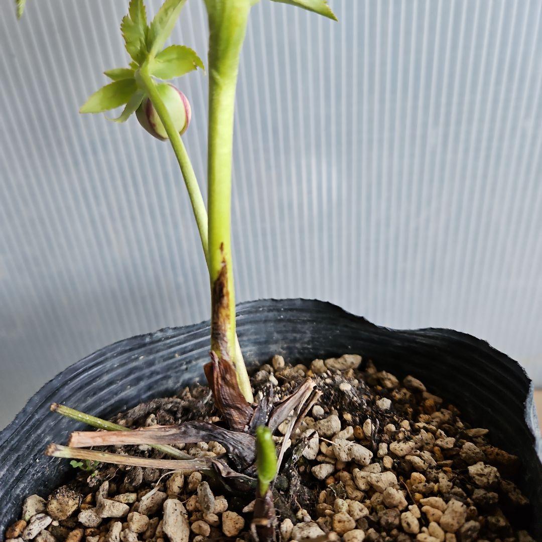 mamo様ご購入苗㉖-351クリスマスローズ