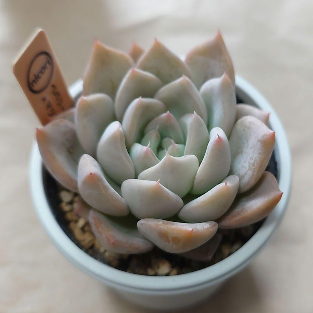 多肉植物　まとめ売り（札付き）