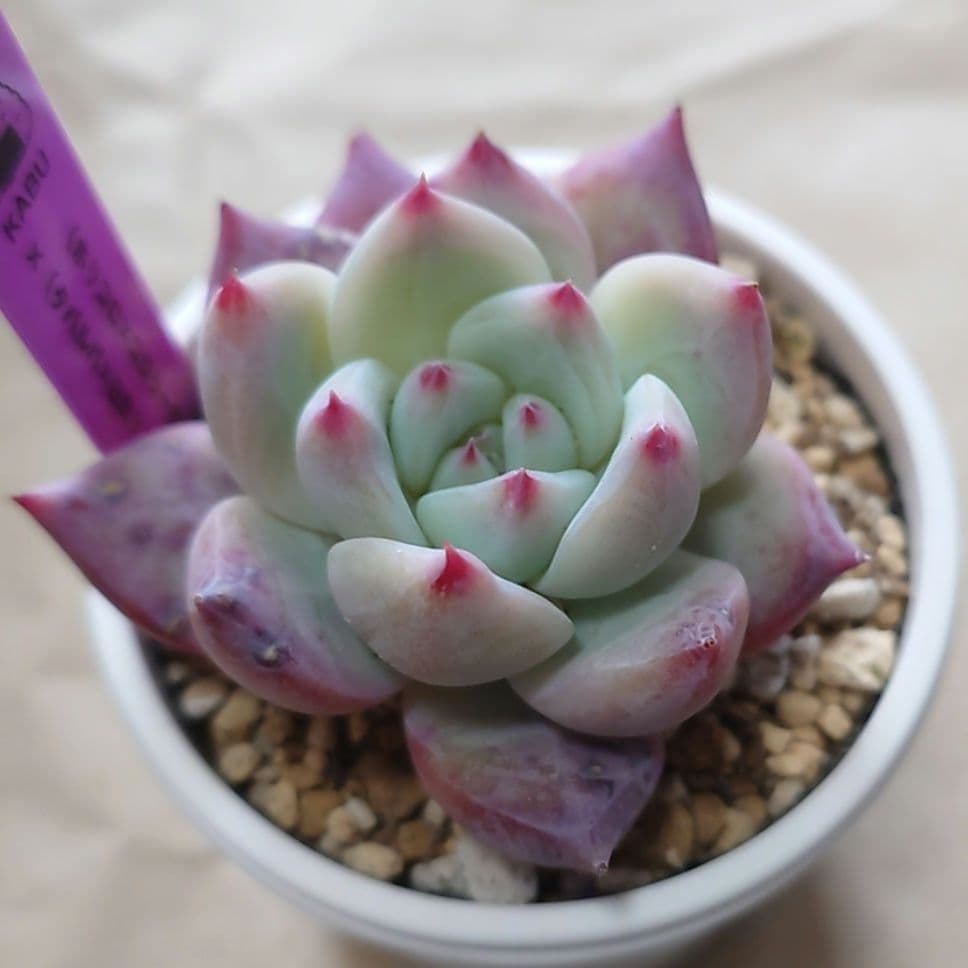 多肉植物　まとめ売り（札付き）