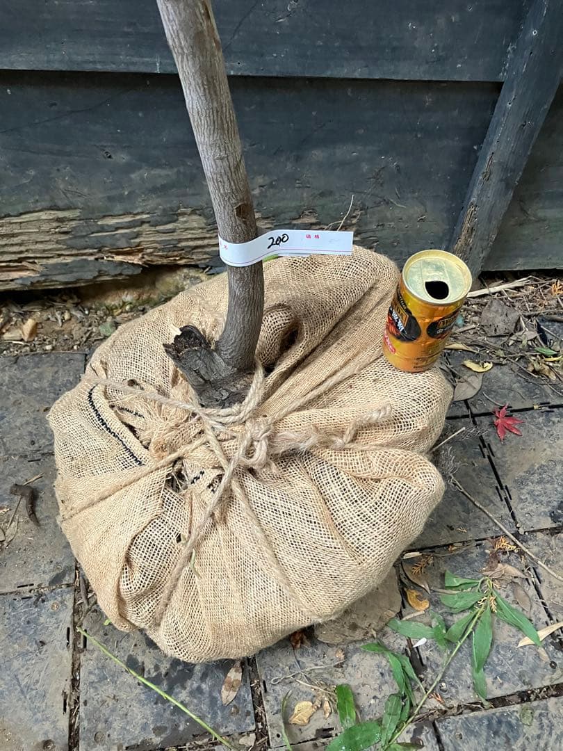 200 山採り　ザイフリボク