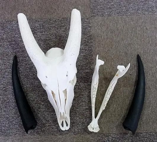 高品質！イランド スカルホーン（幼獣）A