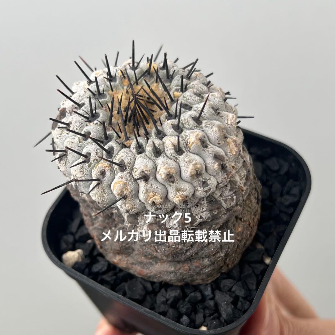 コルムナアルバ③ 孤竜丸 コピアポア(検索)サボテン 黒王丸 黒士冠 銅羅丸