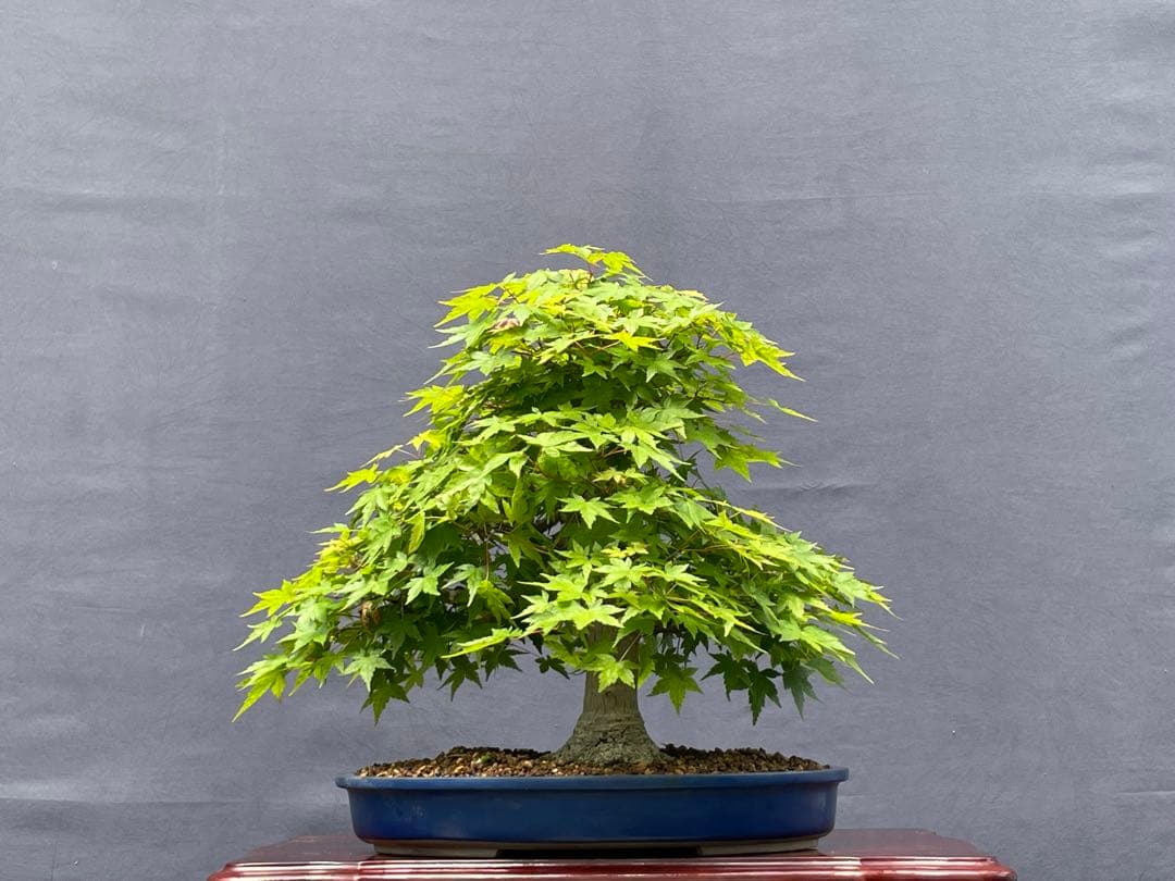 三河盆栽　山紅葉　盆栽