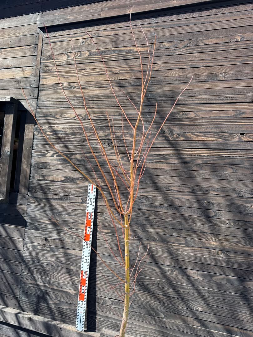 《桂紅葉》カツラモミジ/大株【現品発送】管理80047