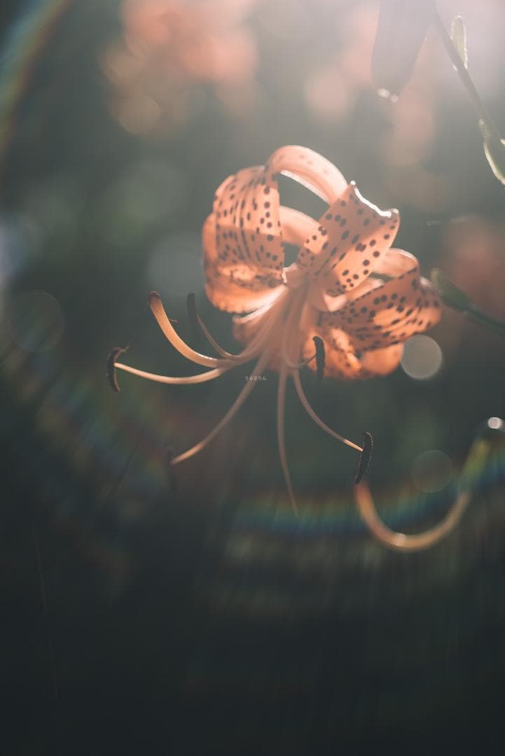 虹が出る！沈胴の巨人！Leica Elmar M 90mm F4 沈胴