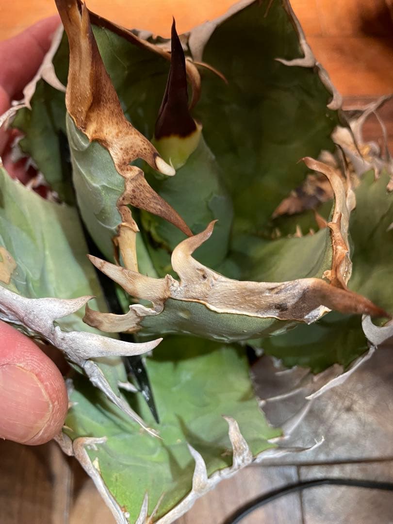 C*A様 アガベ　オテロイ　オアハカ現地球