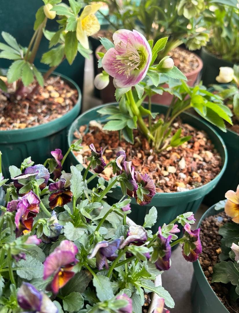 クリスマスローズ　大和園　パステリッシュストレイン　小輪多花　未株分け　6号