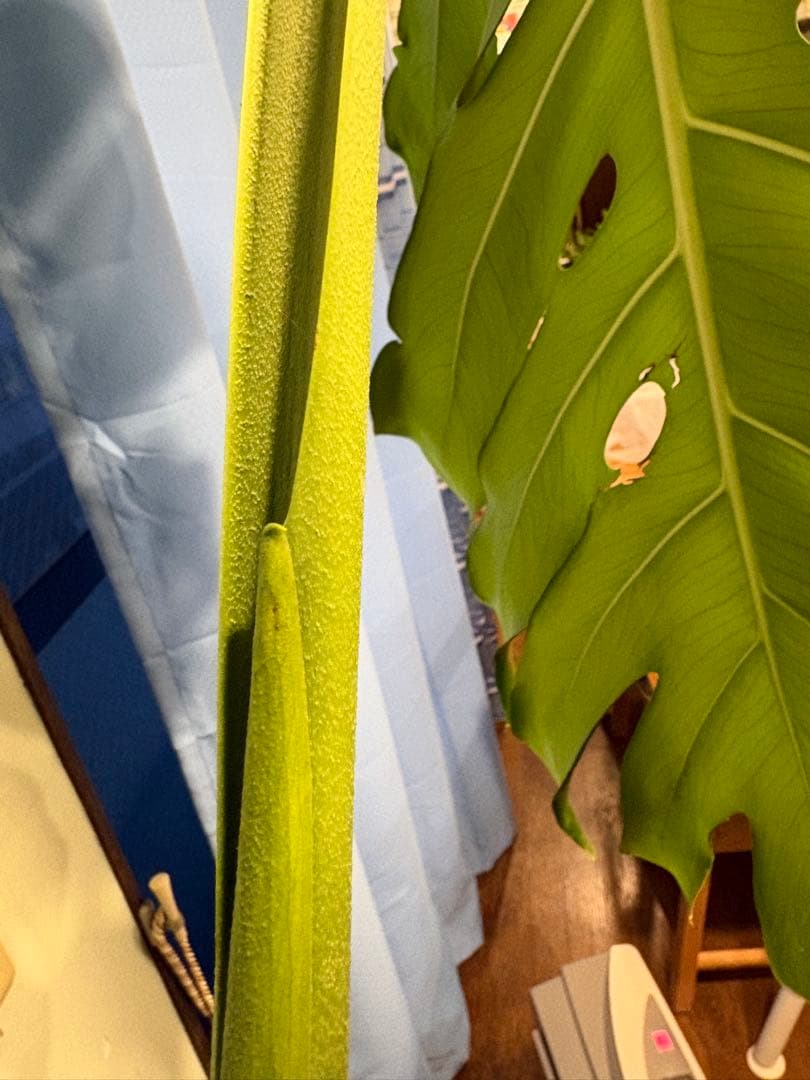 [値段下げ］モンステラマクロコソムカット苗 葉長70cm 水耕管理中