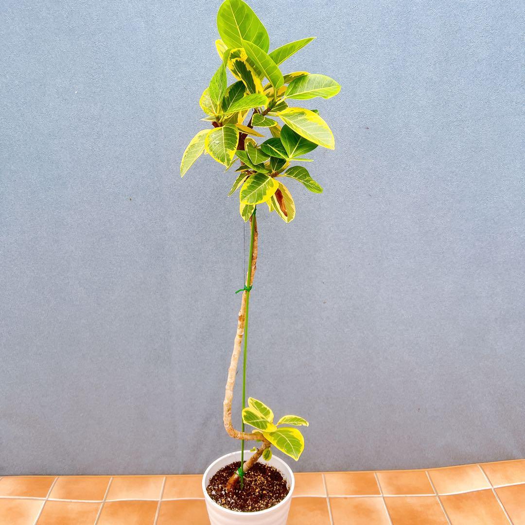 現品　フィカス　ゴムの木　アルテシマ　曲がり　10番　観葉植物　インテリア　人気