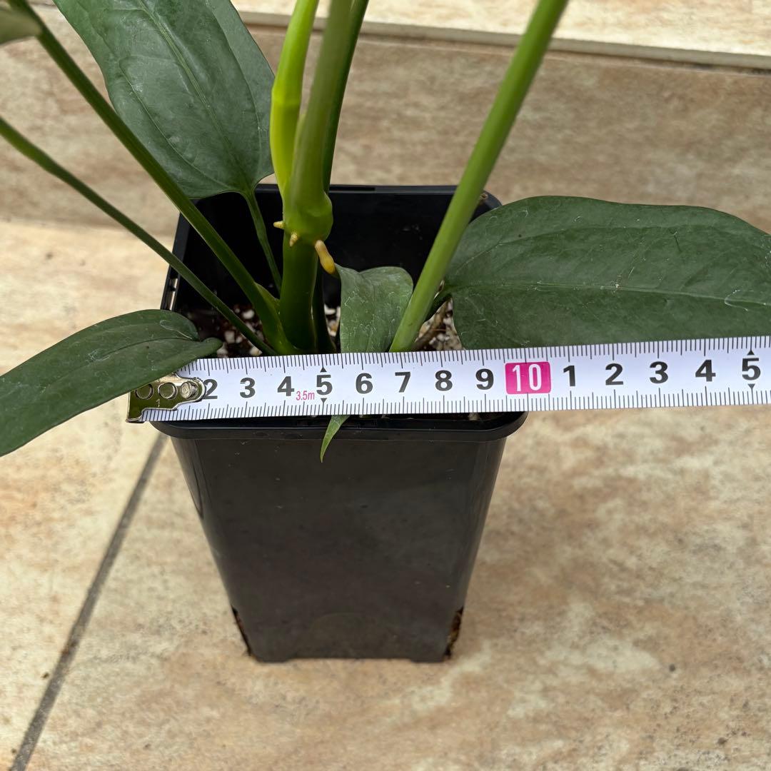 アンスリウム　カリブレイリー　約3.5号鉢　No.001　鉢、送料込