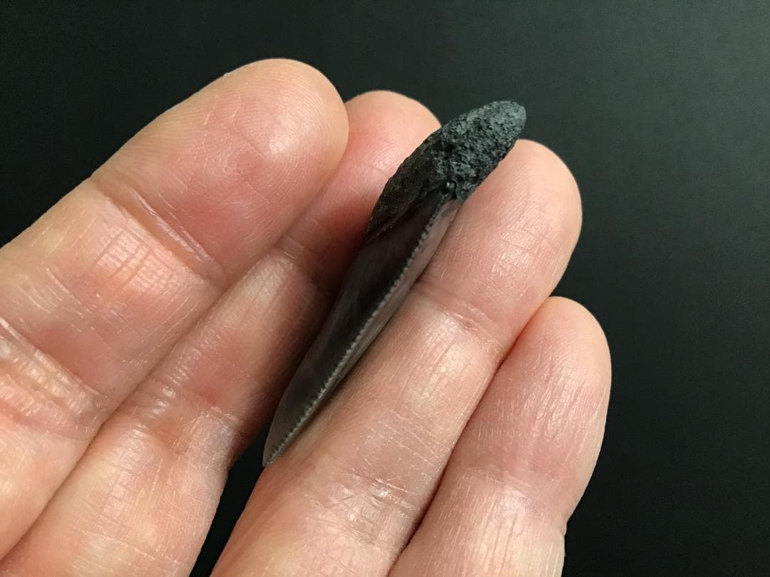 メガロドンの歯 [MG143] 超希少