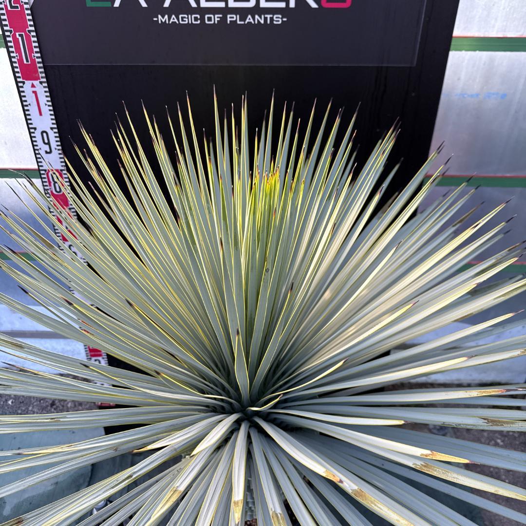 【AL1106】ユッカ　ロストラータ　バケモノ級　極太個体