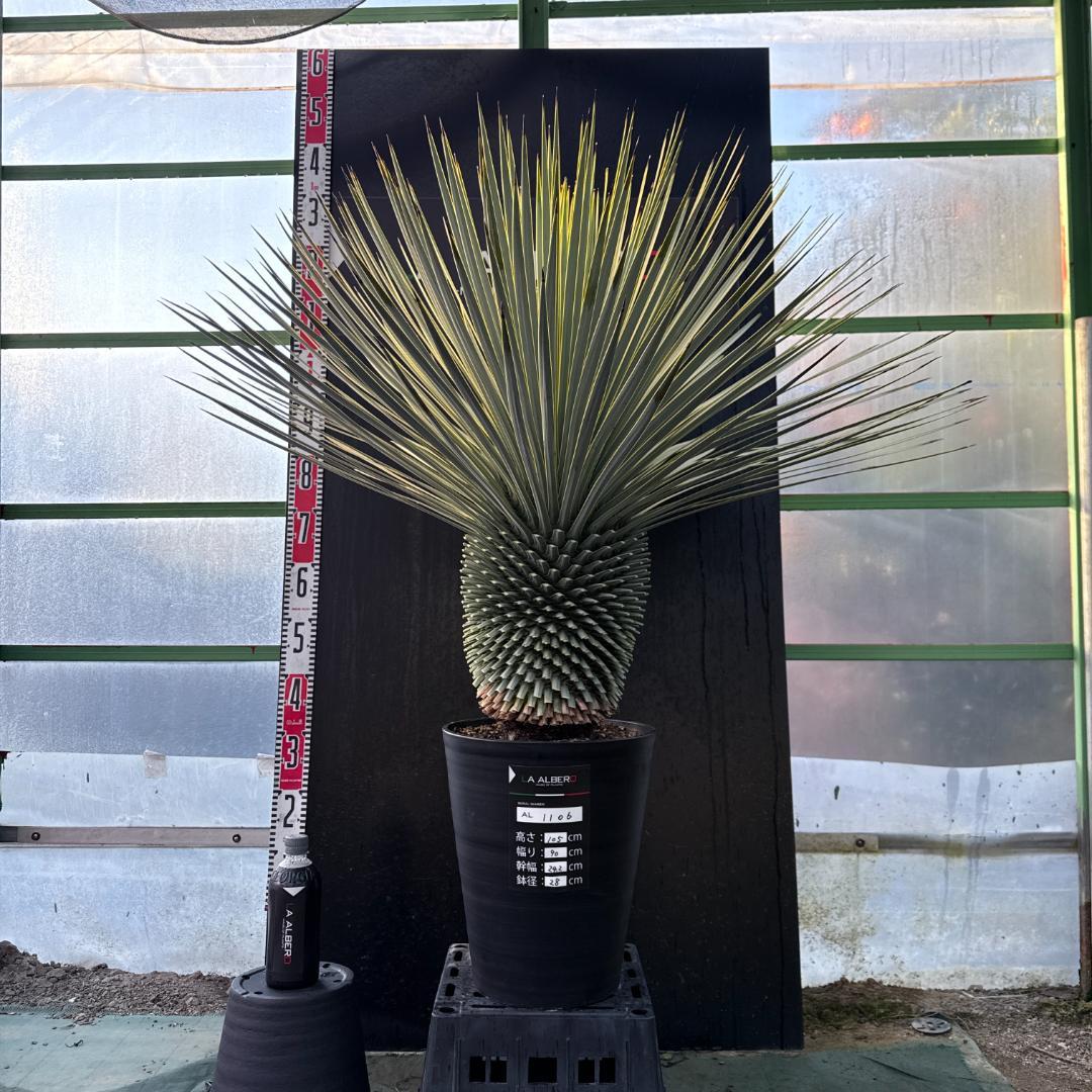 【AL1106】ユッカ　ロストラータ　バケモノ級　極太個体