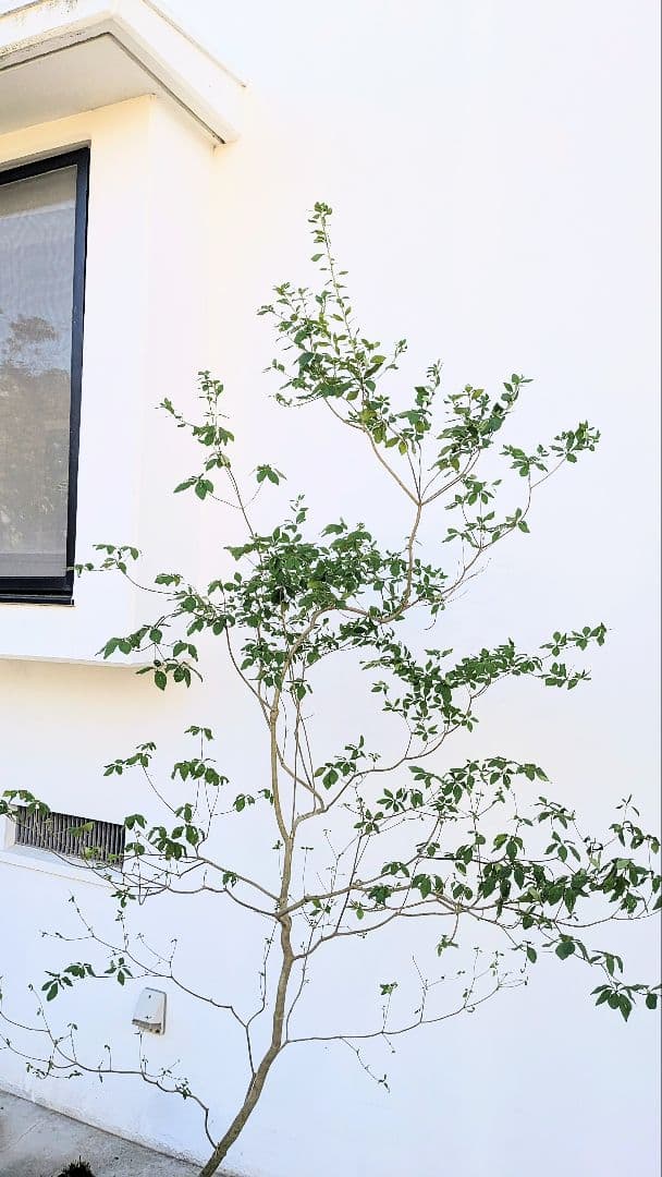 俊。。山採りドウダンツツジ。