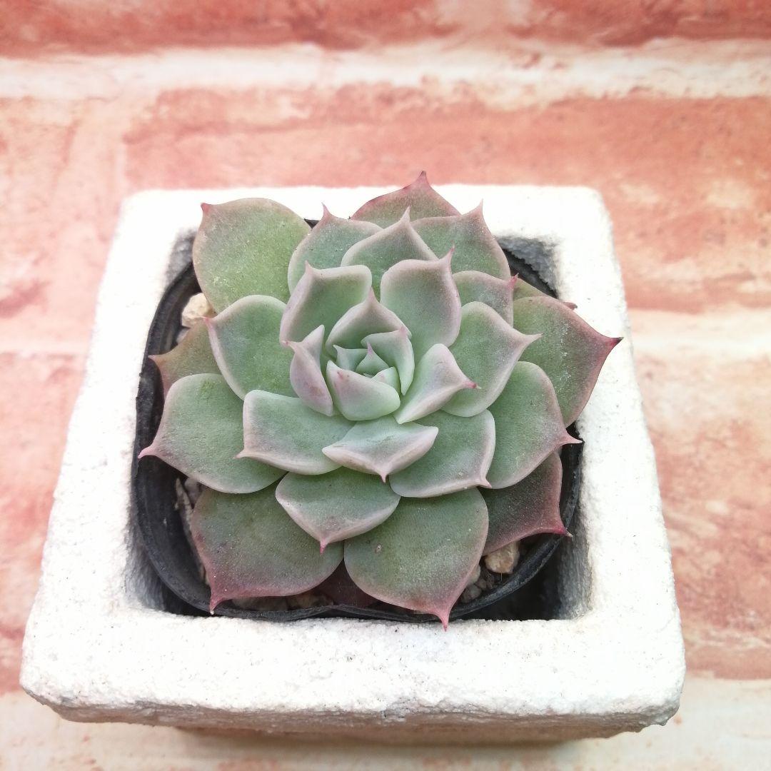 【⠀速達付き】まめこ様ご依頼分 桜大福他 多肉 エケベリア 錦玉園さん