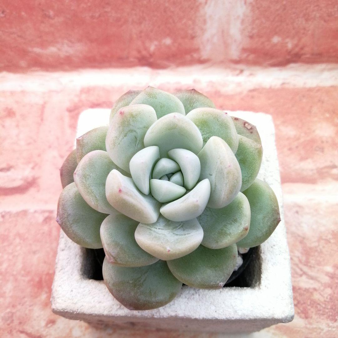 【⠀速達付き】まめこ様ご依頼分 桜大福他 多肉 エケベリア 錦玉園さん