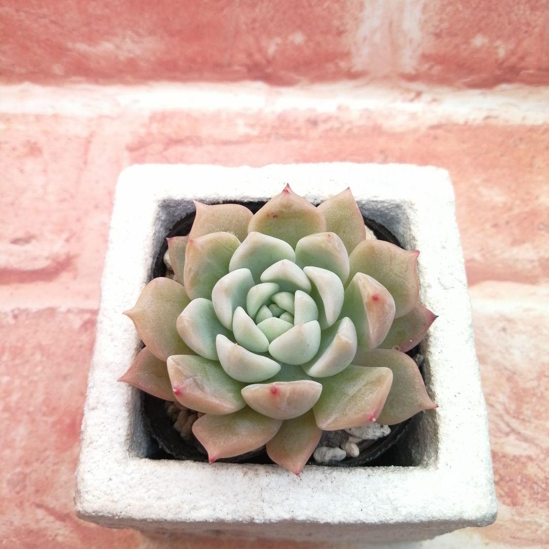 【⠀速達付き】まめこ様ご依頼分 桜大福他 多肉 エケベリア 錦玉園さん