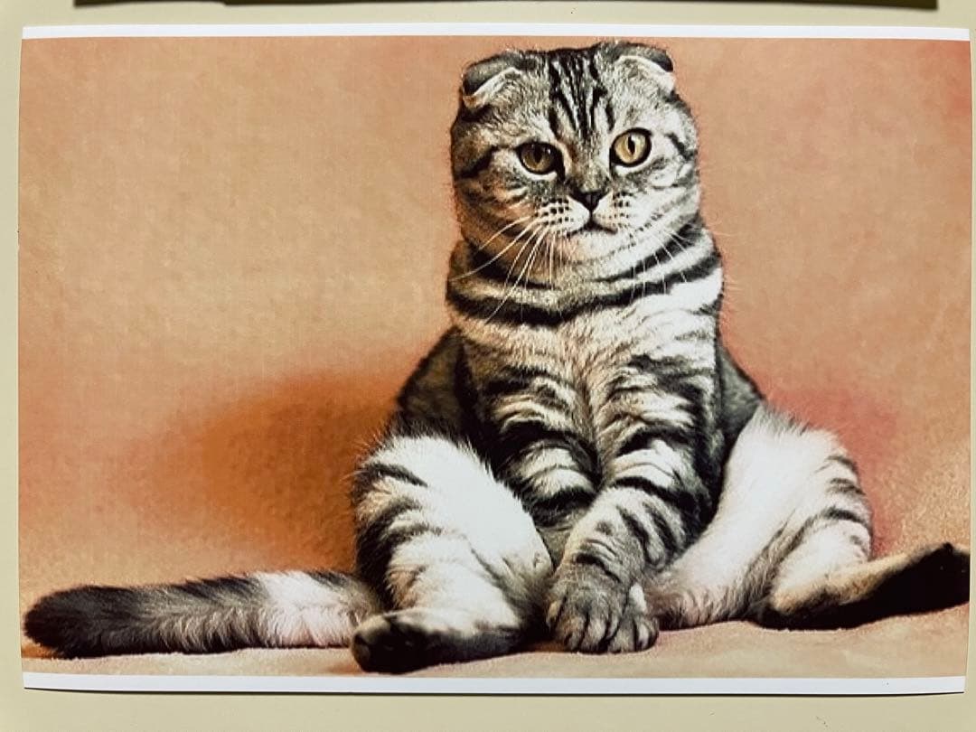 肉筆絵画　スコティッシュフォルド　ブルー