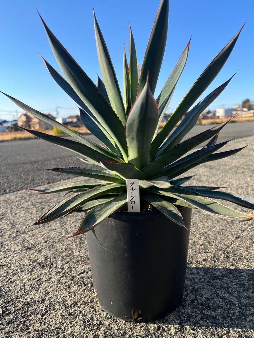 HARU‼️ アガベ　ブルーグロー　耐寒性　ドライガーデン