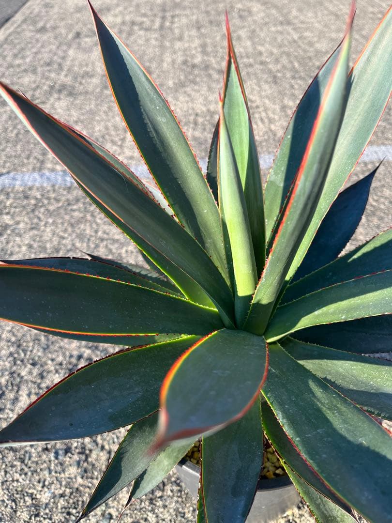 HARU‼️ アガベ　ブルーグロー　耐寒性　ドライガーデン
