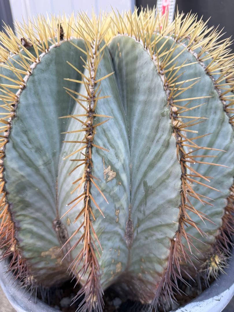 王冠竜　大きな球形サボテン 約90cm