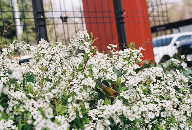 【臨時値下げ】キヤノンEOS55レンズセット