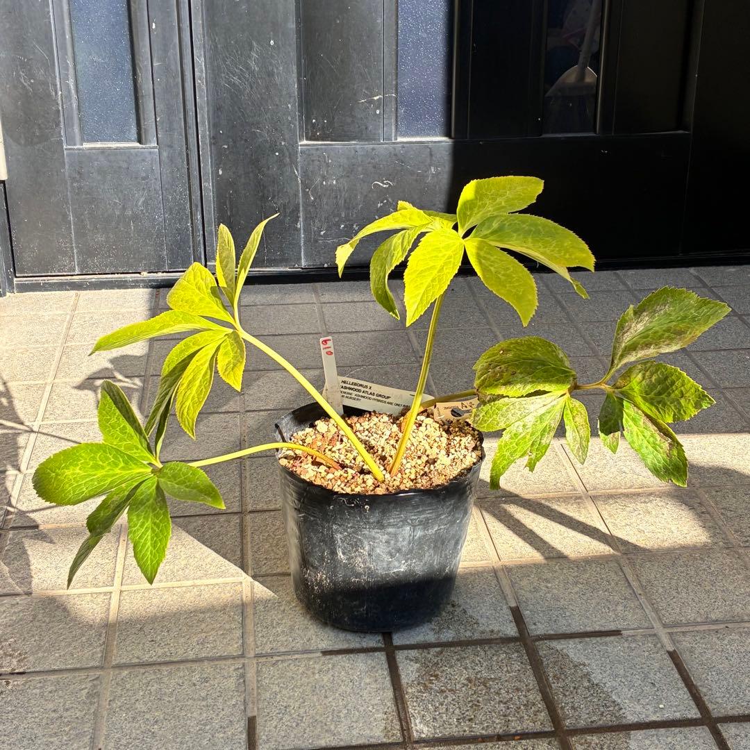 の*ん様 ☘️超特大☘️開花株❤️6号❤️根パンパン❤️610Ash【ATLAS