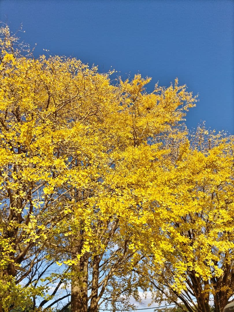 山茶花　茶花　石蕗　南天他