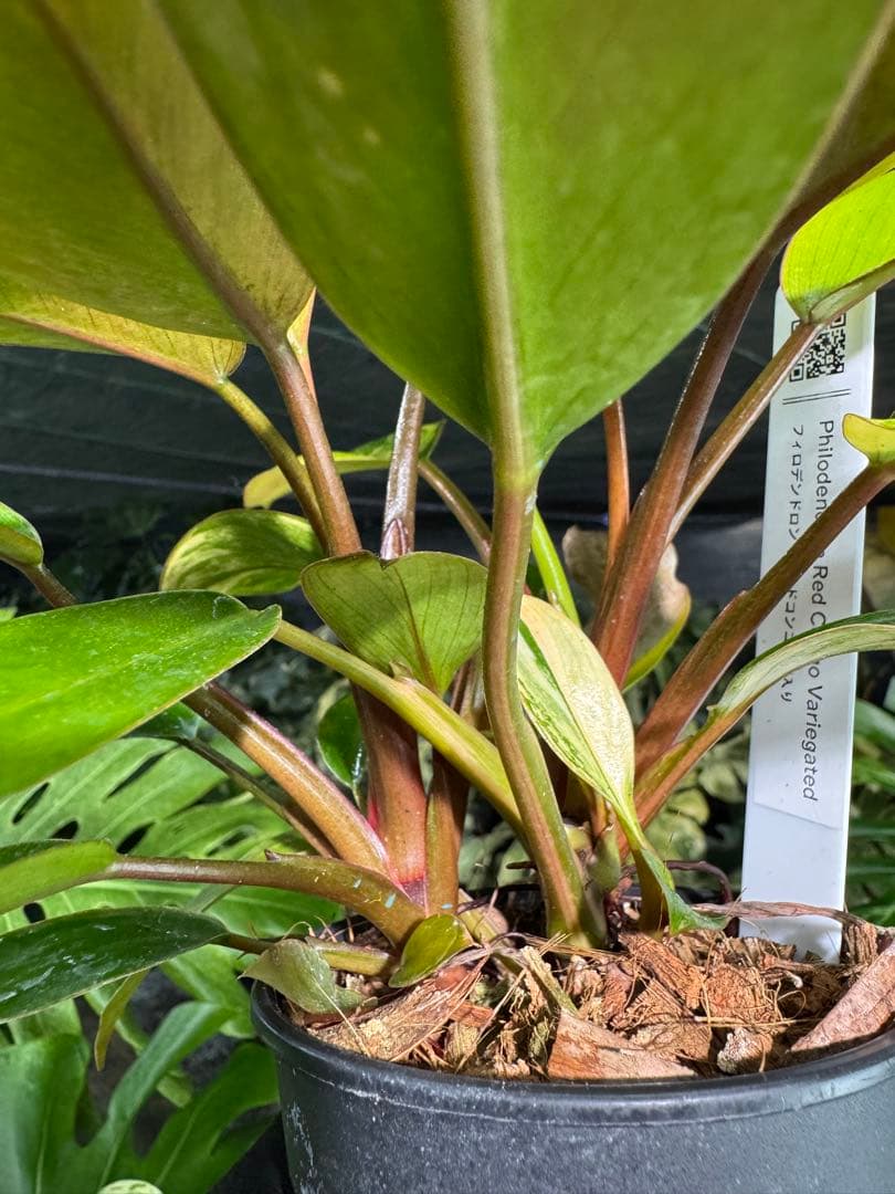9フィロデンドロン　レッドコンゴ　斑入り　成長点2つ