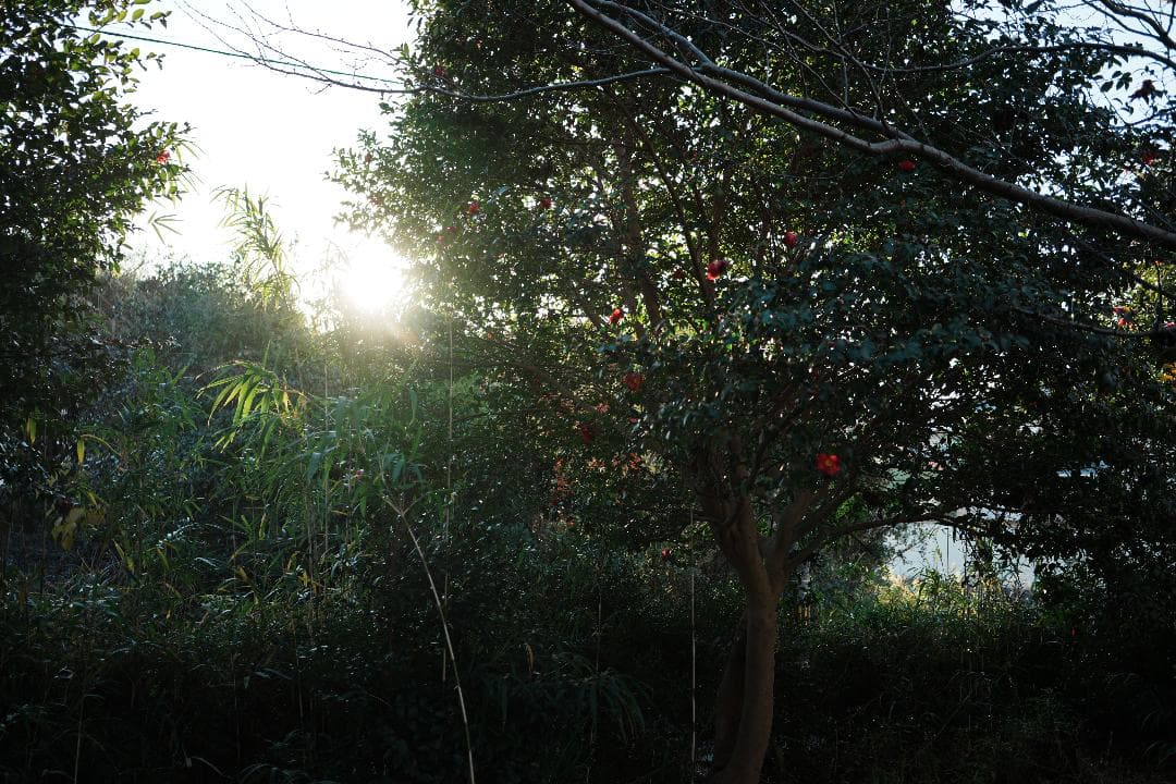 極上Carl Zeiss描写が手軽に SONY SEL35F28ZA