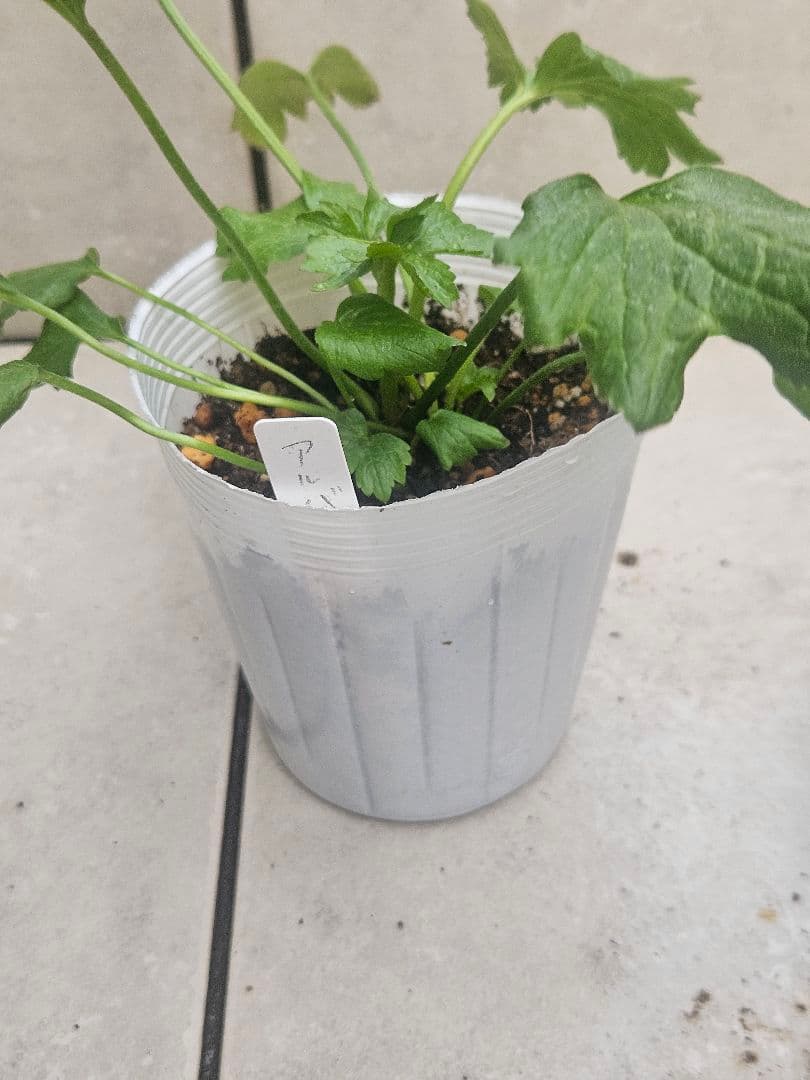 ラナンキュラス　セット☆