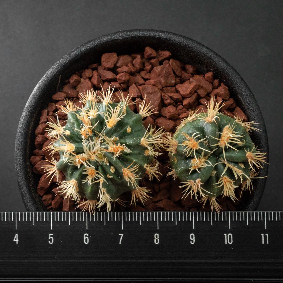 綾波 モンスト x2 （実生） #215