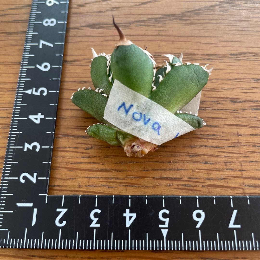 【REZA産】イラン株　選抜　アガベ　　NOVA ノヴァ　12月便