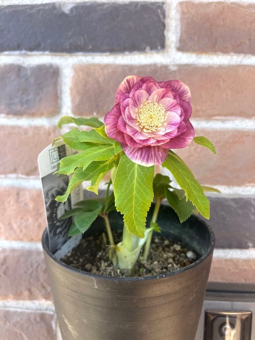 クリスマスローズ　広瀬園芸