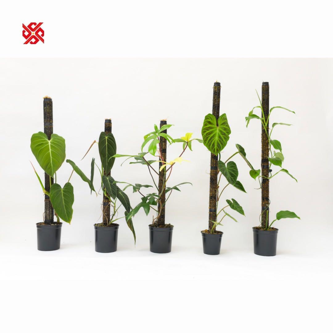 水苔無しモスポール　100本まとめ　20cmサイズ