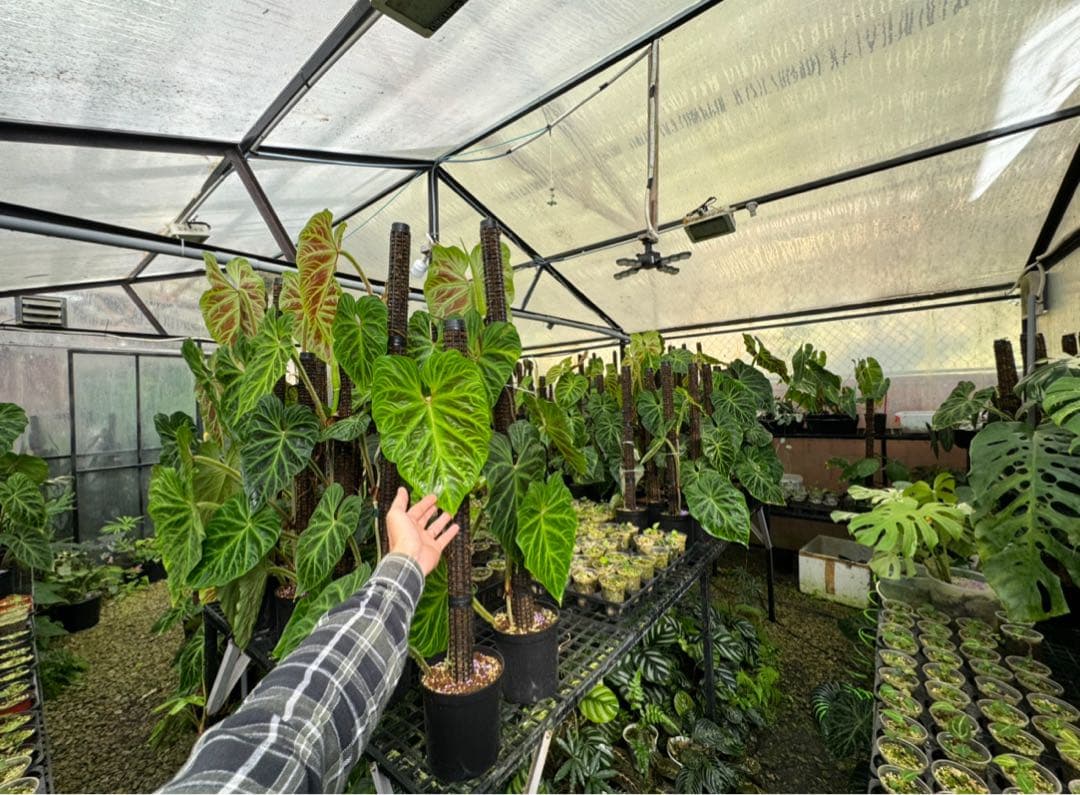 水苔無しモスポール　100本まとめ　20cmサイズ