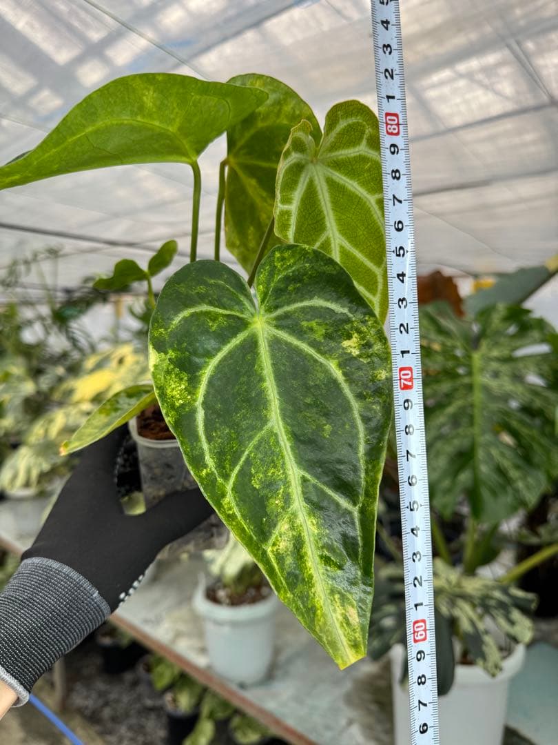 1アンスリウム　ミシェル　x クリスタル　シルバー　斑入り