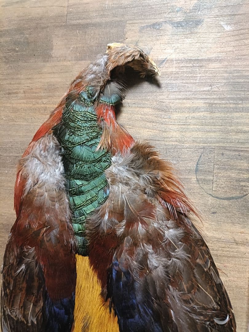 ​【希少】ゴールデンフェザント コンプリート ＆ ORVIS ピーコック セット