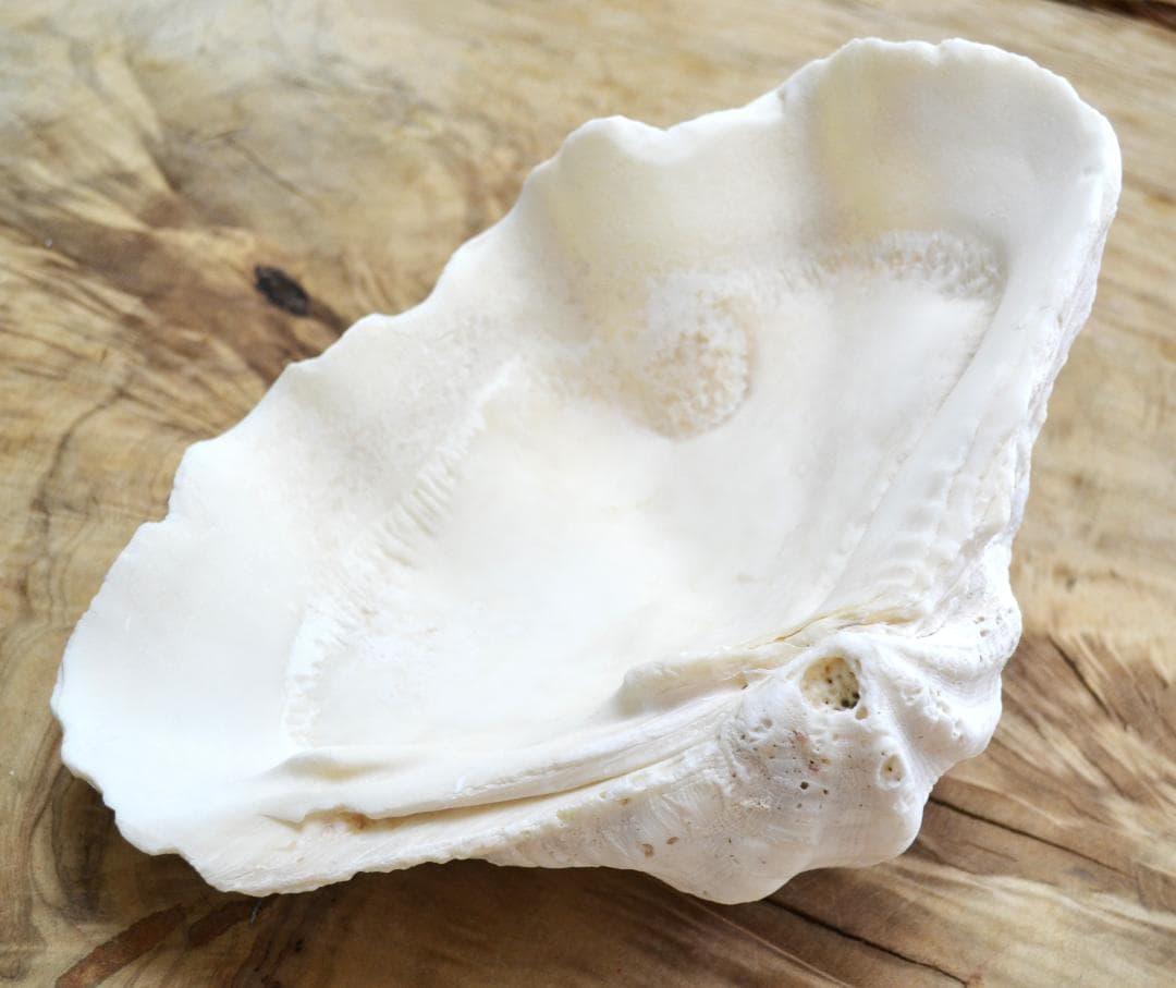 大きめのシャコ貝　シャコガイ　30×21×14cm 3.6kg 八重山