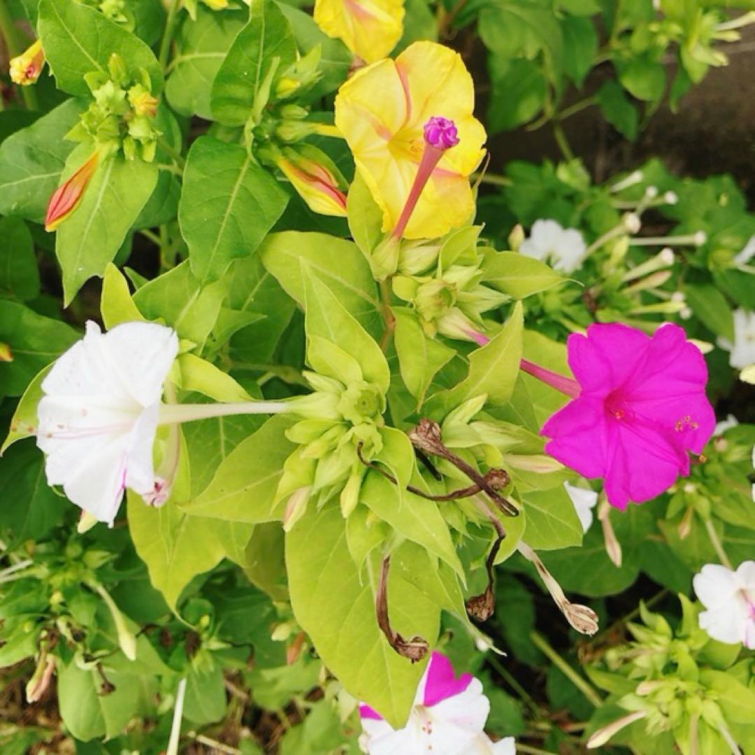 オシロイバナ　ミックス色　苗4株塊根　おしろい花　白粉花　夕化粧　白粉花　花の苗