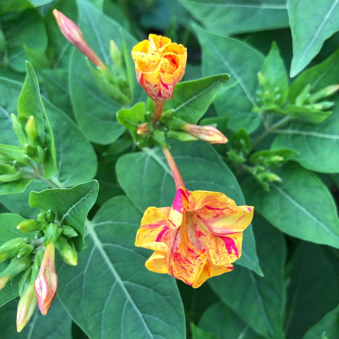 オシロイバナ　ミックス色　苗4株塊根　おしろい花　白粉花　夕化粧　白粉花　花の苗