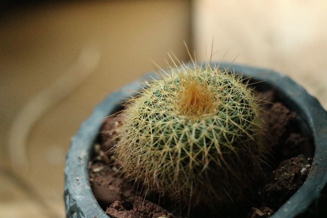 【完動良品・希少ロシア製】ZENIT MC ZENITAR-K2 50mm f2