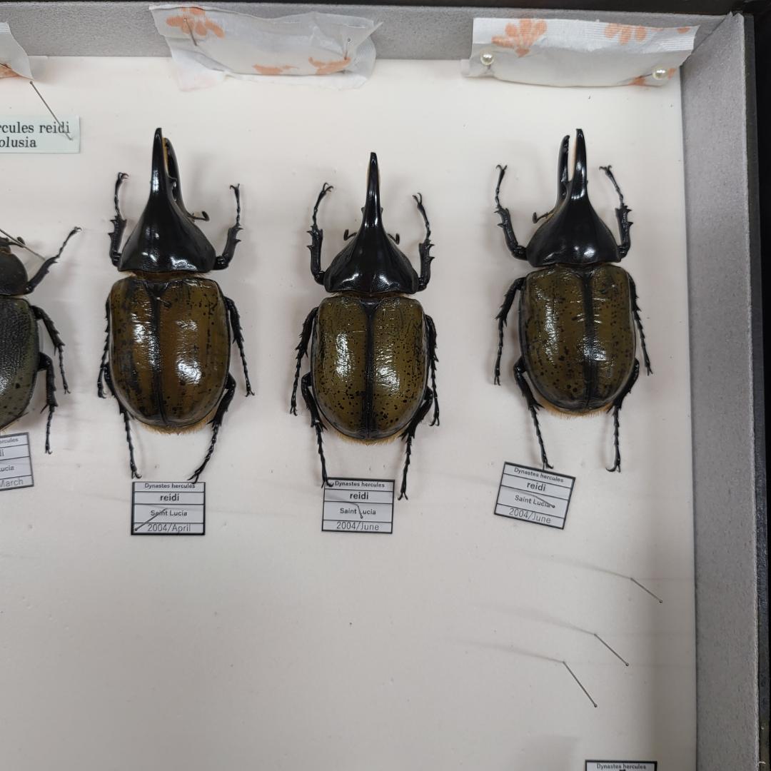 コレクションシリーズセスジタカネミナミカブト-2