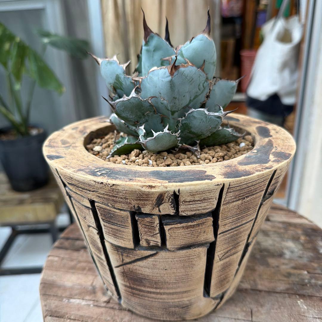 アガベ　ブラックアンドブルー