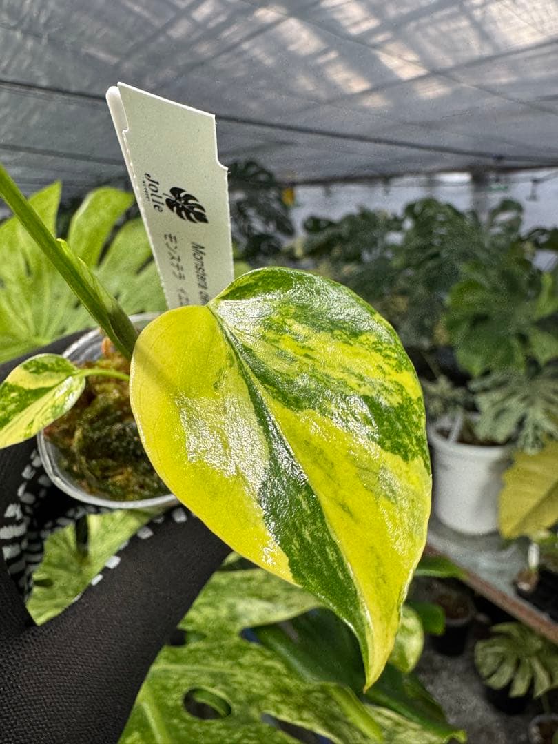 8モンステラ　イエローマリリン　黄斑入り　ネコポス
